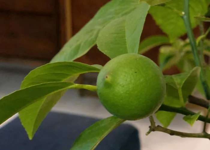 Glamour Vox Private Jacuzzi *